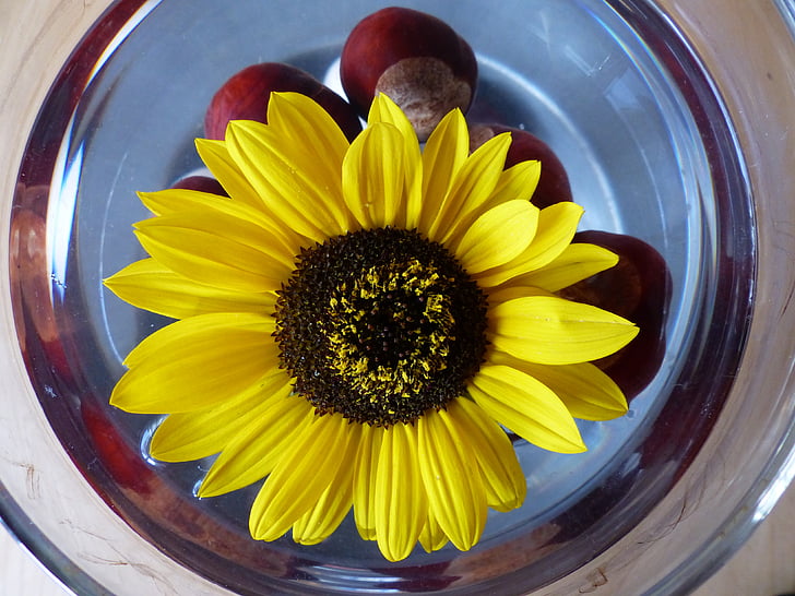 bunga matahari, warna bunga, bunga, kuning, karangan bunga, tanaman, chestnut