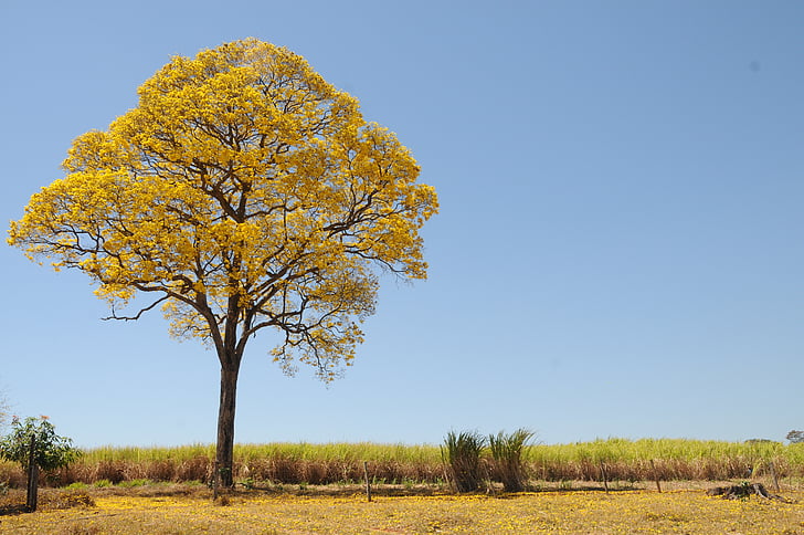 tree, yellow, spring, farm, beautiful, ipê, landscape
