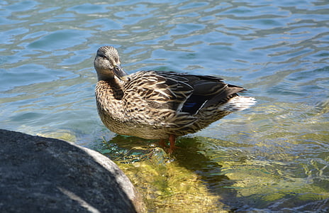 патица, зеленоглава патица, женски, вода, езерото, природата, животните