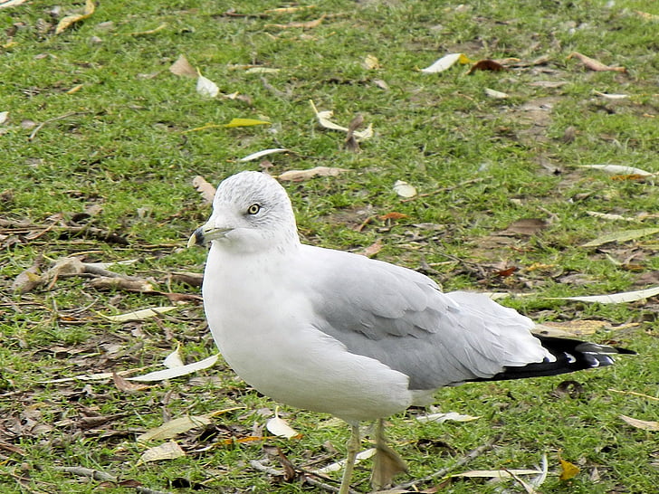 Seagull, pájaro, Ontario, Blanco, Canadá, Gaviota