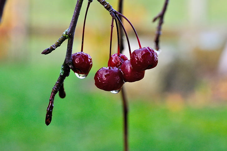 kersen, herfst, natuur, decoratieve cherry