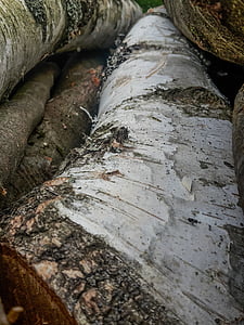 Birch, kayu, Birch kulit, kulit, kulit pohon, batang kayu, industri kayu