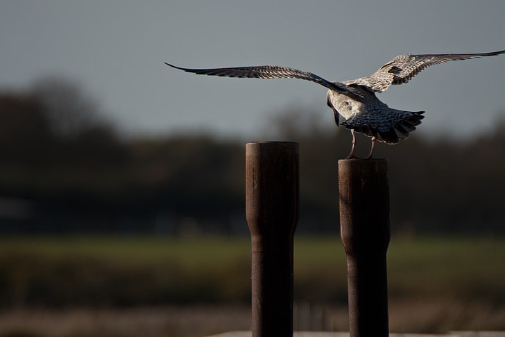 Sea bird, landing, Iron post, vleugels