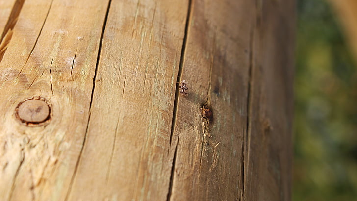 wood, cracked wood, wooden bug, wooden pole