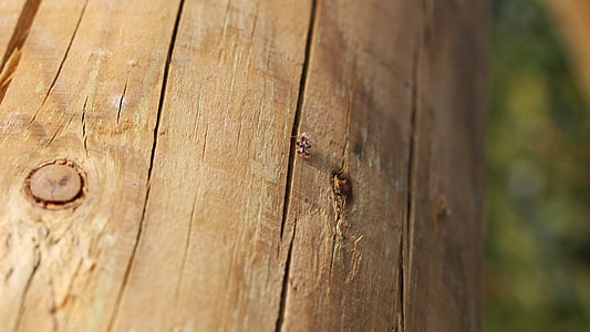 legno, legna spaccata, bug in legno, palo di legno