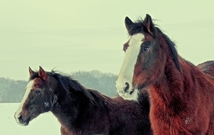 konji, smeđa, Zima, divlje, kaput, veliki, stoji