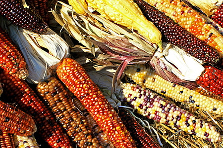 kukurica, klasy, kukurica, úroda, biodiverzity, jedlo, poľnohospodárstvo