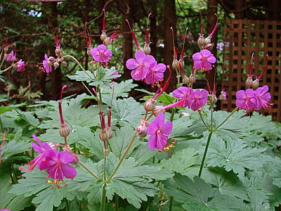 Geranium, ogród, kwiat