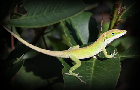 lizard, reptile, detail, texture, leaf, leaves, nature