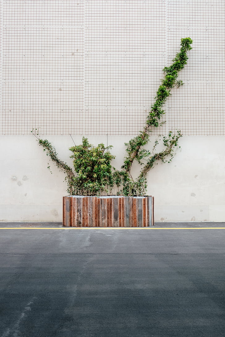 plant box, plants, road, wall, tree, no people, architecture
