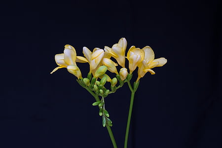 flowers, yellow flowers, sia, yellow sia, tiresome, schnittblume, floristry