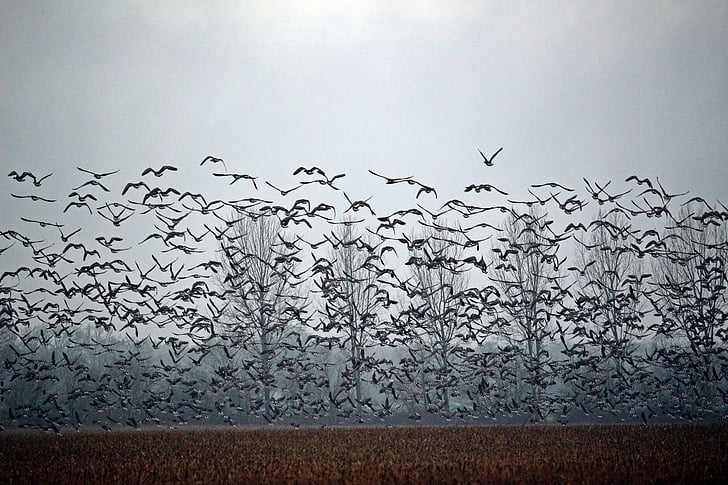 wild geese, birds, goose, flock of birds, swarm, migratory birds, geese