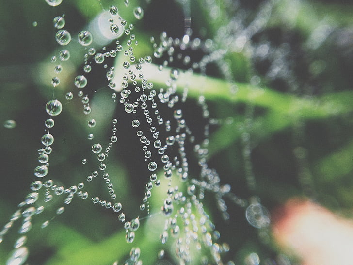 Spider, Web, Ämblikuvõrk, loodus, putukate, NET, Makro
