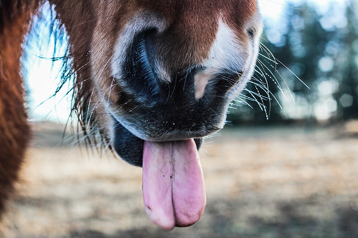 selektívne, zameranie, zviera, jazyk, kôň, nos, Pony