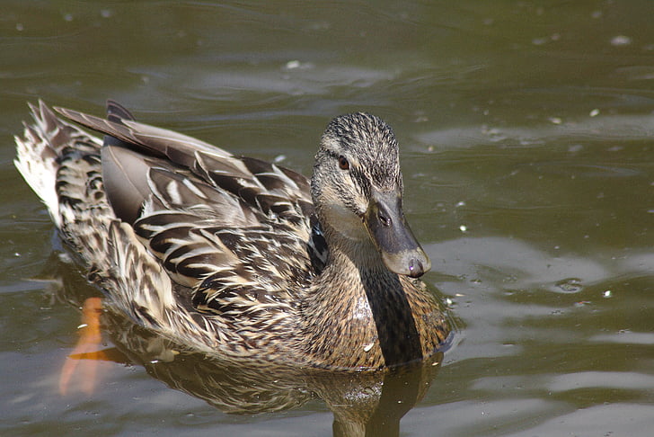 duck, mirroring, chicks, water, waters, pond pour, city