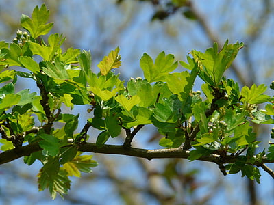eingriffeliger biancospino, Biancospino, legno duro, Bush, foglie, verde, albero