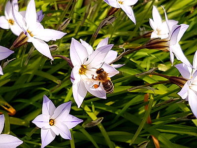 con ong, Hoa, màu tím, màu xanh lá cây, Thiên nhiên, thực vật, cánh hoa