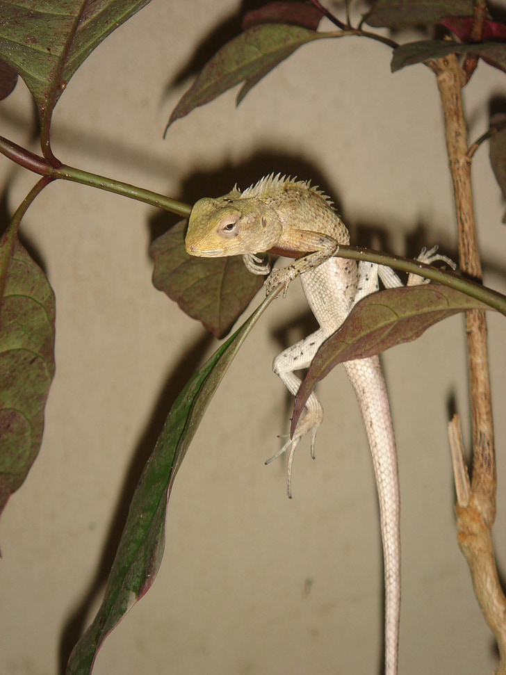 Gecko, Maldiverna, ödla, reptil