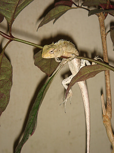 Gecko, Maldyvai, driežas, roplių