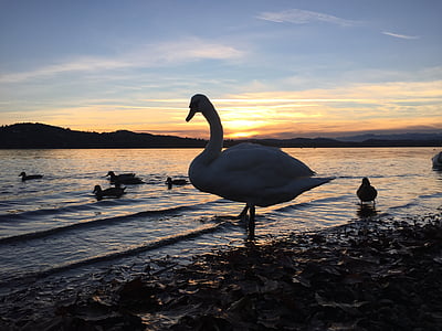 Bebek, Swan, matahari terbenam, Danau, pemandangan, alam, Italia