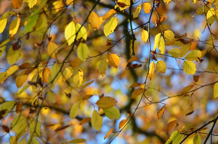 bos, herfst, Bladeren, herfst bos, natuur, kleurrijke, blad