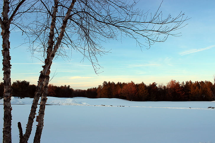 tramonto, inverno, cielo blu, alberi, neve