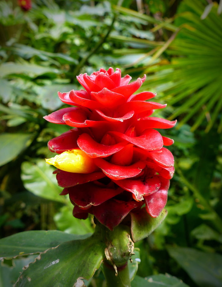 květina vousatý kostwurz, červené sametové zázvor, costus barbatus