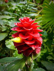 flor de kostwurz o barbudo, gengibre de veludo vermelho, Costus barbatus