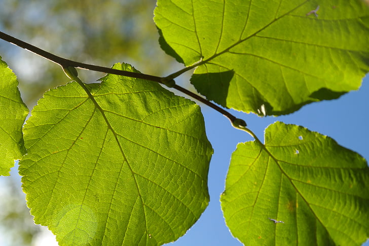 blad, groen, tak, licht terug, hazelnoot blad, gemeenschappelijke hazel, Corylus avellana