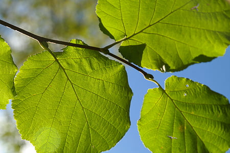 foglia, verde, ramo, luce posteriore, foglia di nocciola, nocciolo, Corylus avellana