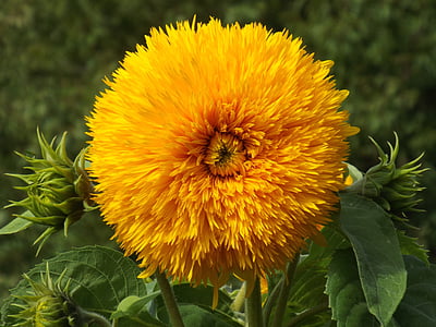 blossom, bloom, full, sun flower, nature, close, sunflower