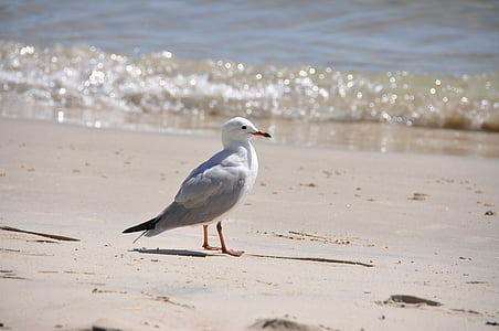 seagull, ocean, sea, nature, beach, seabird, gull