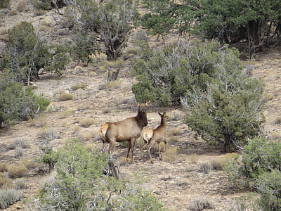 科罗拉多州, 母牛, 麋鹿, 小牛, 雪松, 野生动物