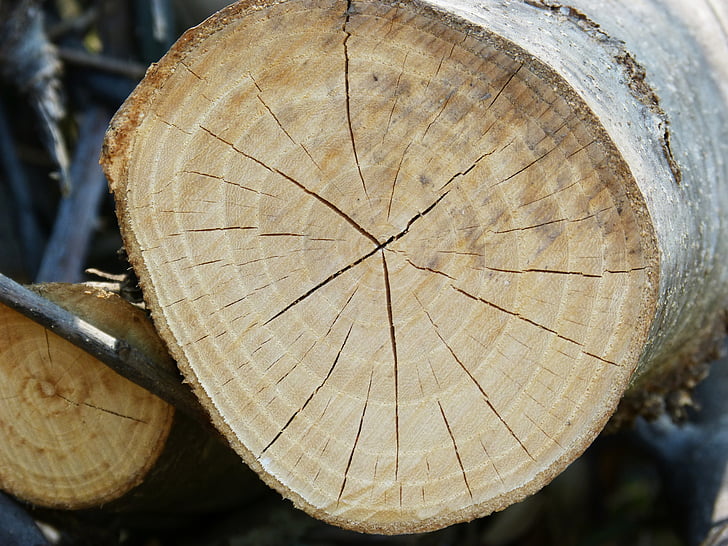 tronco, madera, grietas, corte de tronco, anillos, textura