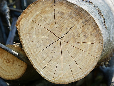 trunk, trä, sprickor, skär stammen, ringar, konsistens