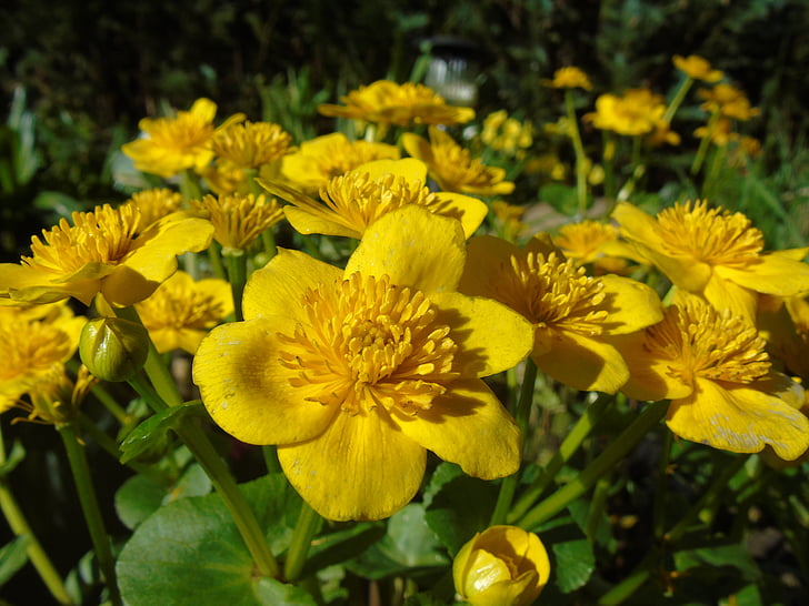 Caltha palustris, amarillo, flores, hahnenfußgewächs, planta acuática, naturaleza, primavera