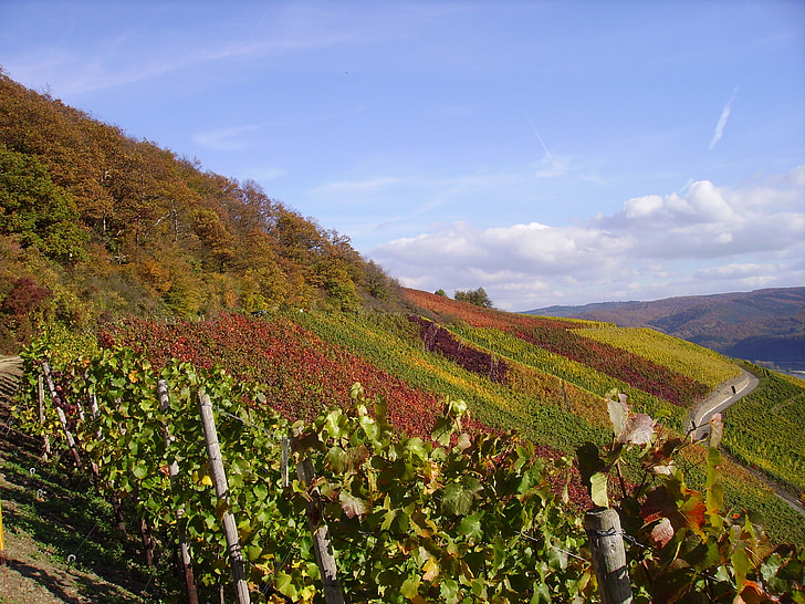 vīna dārzu, vīnogulāji, rudenī zaļumiem, faerburg, vidū Reina, vīnogulāju, vīnogu