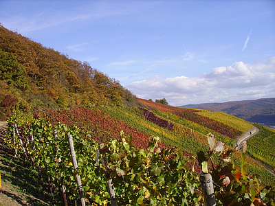 Vineyard, viinapuude, langevad lehed, faerburg, Keskmine Rein, viinapuu, viinamari