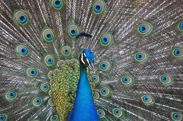 peacock, birds, iridescent, peacock feather, feather, fanned out, bird