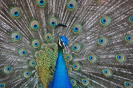 Peacock, Linnut, värikkäiden, riikinkukko sulka, sulka, fanned ulos, lintu