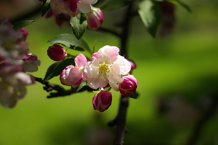 naturen, våren, körsbärsblommor
