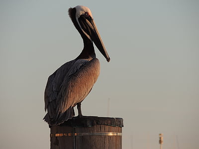Pelican, burung, hewan, alam, ilmu burung, burung besar, mengamati burung