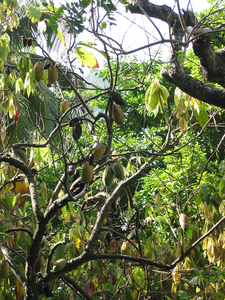 kakao, Kakaové bôby, rastlín, kakaa zariadenia, strom