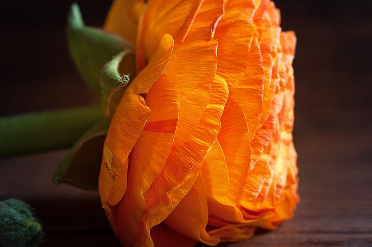 Ranunculus, floare, Orange, flori de portocale, floare, floare, floare de portocal