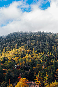 paisaje de otoño, árboles de pino, caída, paisaje, naturaleza, otoño, bosque