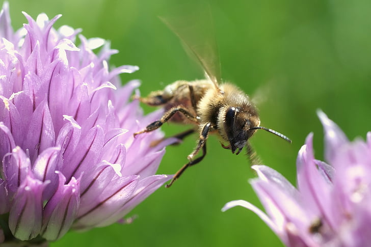 honeybee, flying, insect, bug, flowers, pollination, bee