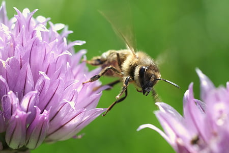 abelha melífera, voando, inseto, Bug, flores, polinização, abelha
