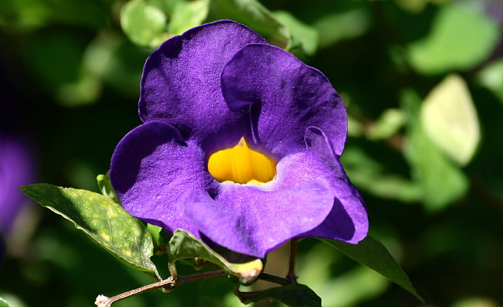花, 紫, 紫色の花, 自然, 花, 自然, ガーデン