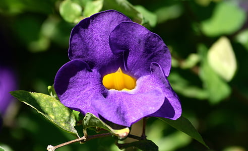 flowers, purple, purple flower, nature, floral, natural, garden