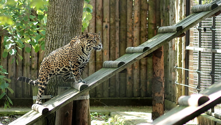 leopardas, katė, naminių gyvūnėlių, zoologijos sodas, gyvūnų, Laukiniai gyvūnai, nedomestifikuotų katė